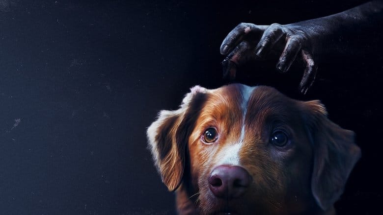 Good boy Cały Film (2025) - Vider